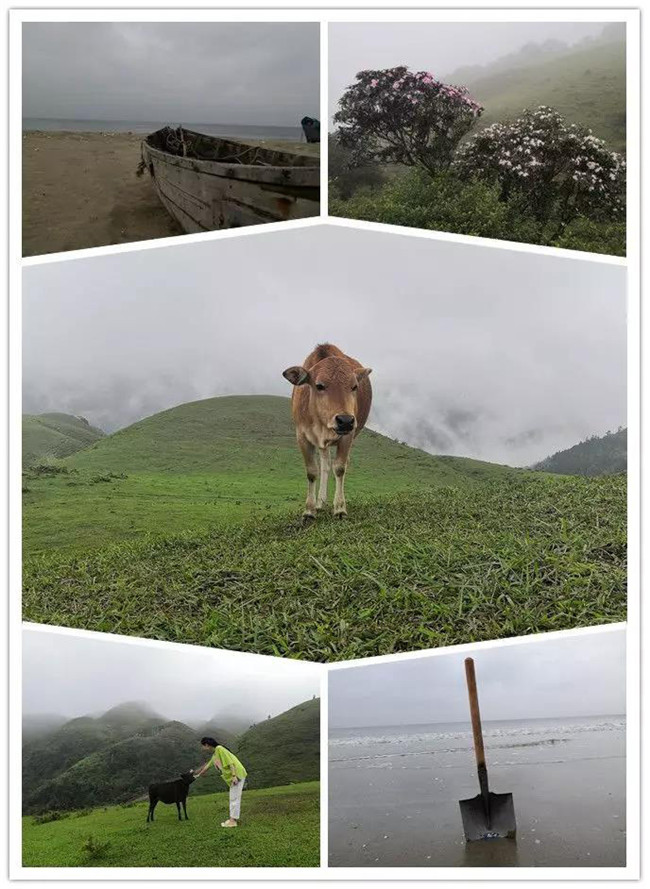 5月1日，陽西藍袍藍看海，陽春雞籠頂?shù)巧劫p高山杜鵑